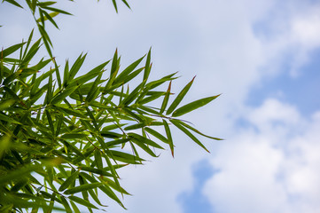 leaves and trunks of young bamboo on a dark background