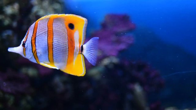Butterflyfish or Chelmon rostratus underwater
