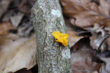 Tremella mesenterica - Tremelle. Agent d'élagage