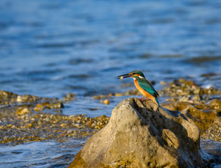 Common Kingfisher Sitting on Rock and Holding a Fish