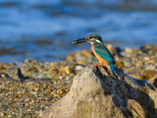 Common Kingfisher Standing on Sea Rock and Holding a Fish