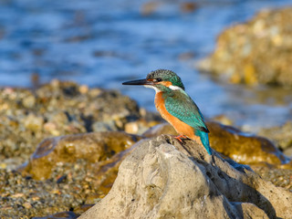 Common Kingfisher Sitting on Rock 