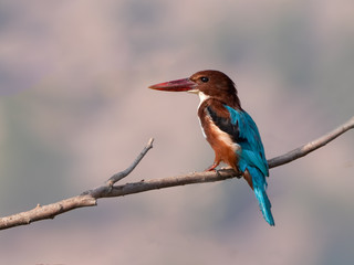 White-throated Kingfisher Closeup Portrait