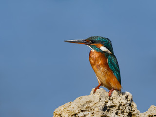 Common Kingfisher Standing on Sea Rock, Closeup Portrait