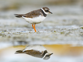 Common Ringed Plover Closeup Portrait