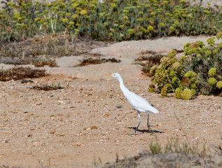  Cattle Egret Walking