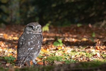 Little Owl Athene noctua