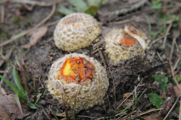 Début de fructification d'Amanite tue-mouche - Amanita muscaria