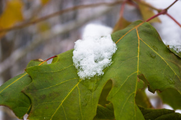 snow and icing on the leaves in the city Park, winter landscape