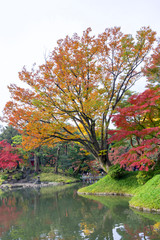 Fototapeta premium beautiful autumn color of Japan yellow, green and red maple leaves with colorful blured bokeh background in autumn season, Japan
