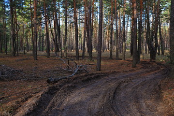 road in the forest