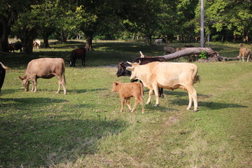 cows on pasture