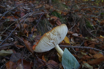 Fliegenpilz in der Seitenansicht