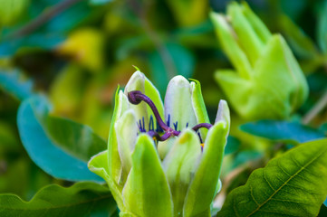 passion flower Passiflora caerulea Passionflower against green garden background