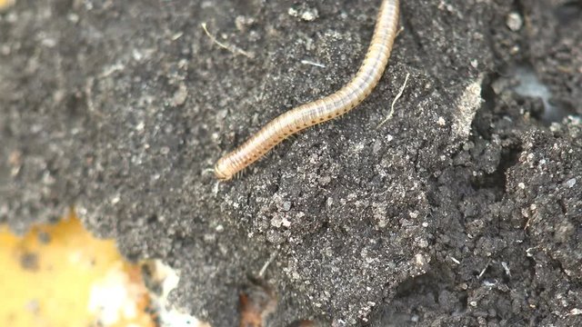 Insect Linotaeniidae Strigamia bibens soil centipede crawling on black ground in agricultural garden of  farmer. Autumn