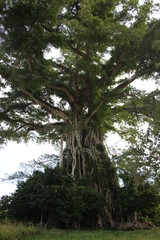 Fototapeta premium Napanga Vanuatu