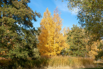 Fototapeta premium Herbstbaum gelb