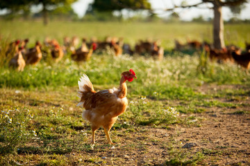 Poulet fermier élevé en plein air