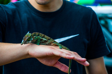 chameleon sitting on male hand