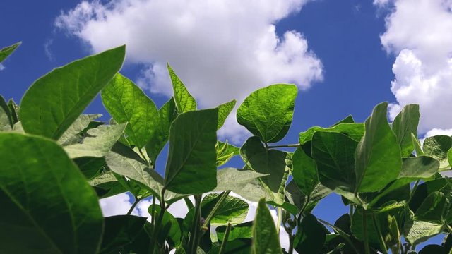 Green soybean plants growing in cultivated agricultural field