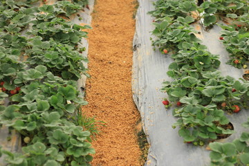Close up of strawberry garden in Da Lat, Vietnam