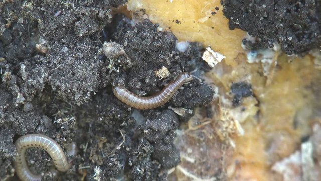 Insect Linotaeniidae Strigamia bibens soil centipede crawling on black ground in agricultural garden of  farmer. Autumn