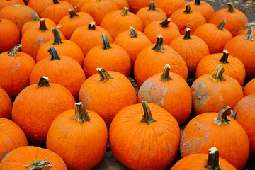 Display of round orange pumpkins at the farmers market in the fall