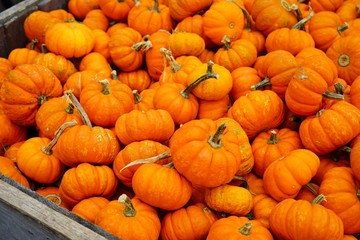 Mini orange pumpkins in bulk at the farmers market in the fall