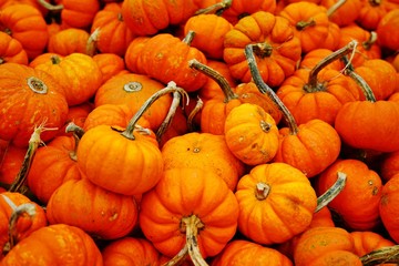 Mini orange pumpkins in bulk at the farmers market in the fall