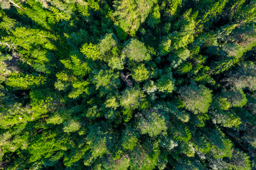 Beautiful panoramic photo over the tops of forest. Aerial view. From above.