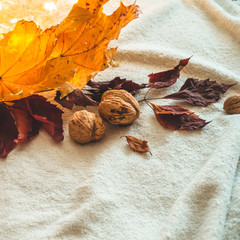 Beautiful autumn seasonal background. Autumn assortment - a walnut and yellow and red leaf leaves. Autumn nature concept