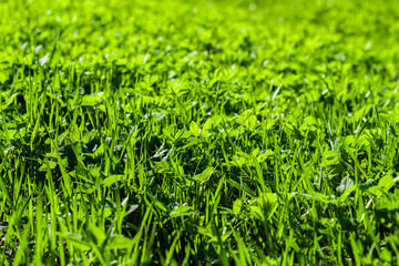 Background of bright green grass. Green grass texture