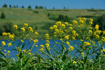 Russia. The South Of Western Siberia. Blooming shores of the lake in early summer