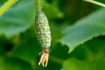 Naklejka premium Cucumber on a branch close-up