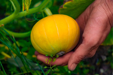 Growing pumpkin lies in the hand