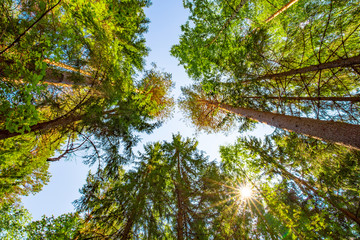 Tall trees viewed from bottom