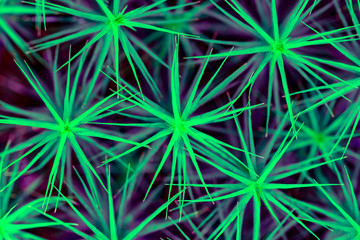 Fototapeta premium Needle green plant background, toned