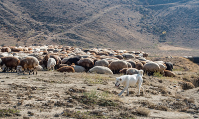 Flock of sheep