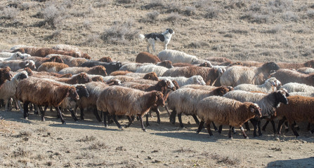 Flock of sheep