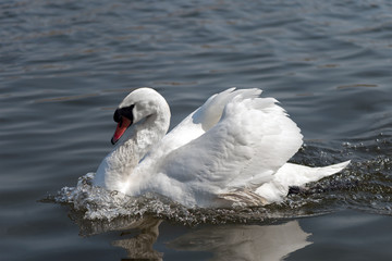The white swan floats on water
