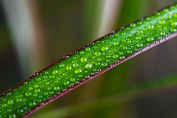 Plant leaf with water drops