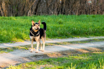 The dog is looking into the distance
