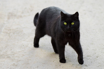 Black cat is walking along the road