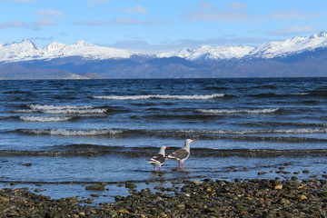 Couple  bird  walking  into  the  sea