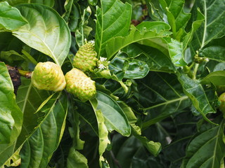 Noni, Great morinda, Beach mulberry