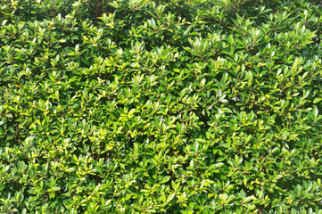 Fototapeta premium green leaves wall texture background