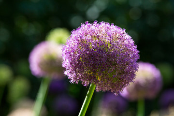 Allium Hollandicum