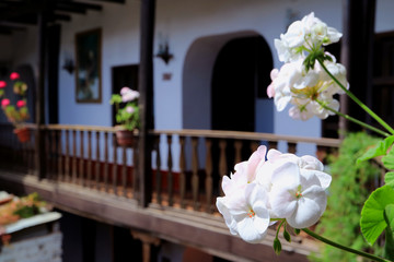 Bunches of Blooming White Geranium Flowers with Blurred Northern Peru Traditional House Balcony in Background 