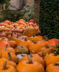 Flowerbed of pumpkins