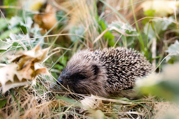 jeune hérisson dans la nature